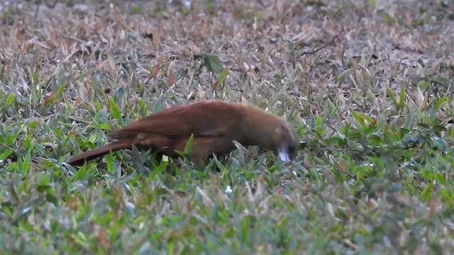 Great Rufous Woodcreeper - ML200942361