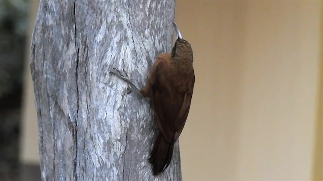 Great Rufous Woodcreeper - ML200942371