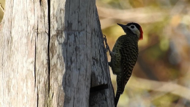 Grünbindenspecht (melanochloros/nattereri) - ML200942411