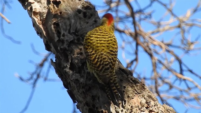 Grünbindenspecht (melanochloros/nattereri) - ML200942421