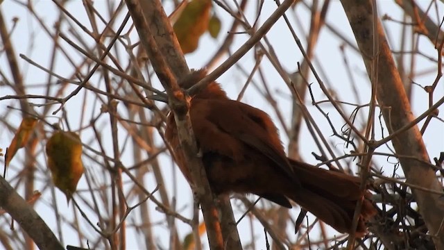 Rufous Cacholote - ML200942451