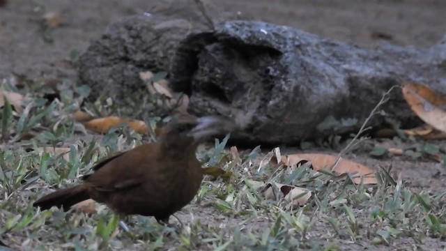 Great Rufous Woodcreeper - ML200942461