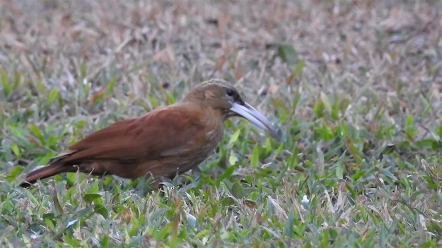 Great Rufous Woodcreeper - ML200942471