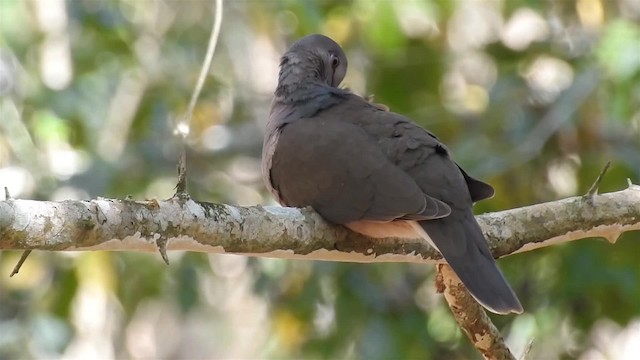 Gray-fronted Dove - ML200942491