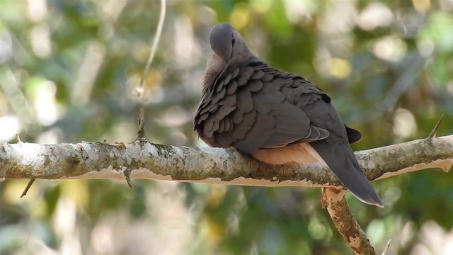 Gray-fronted Dove - ML200942501