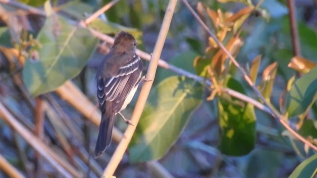 Lesser Elaenia - ML200942591