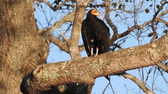 Lesser Yellow-headed Vulture - ML200942601