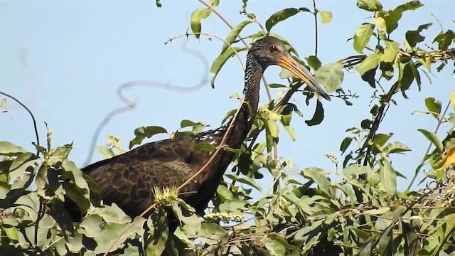 Courlan brun (guarauna) - ML200942611