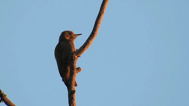 Little Woodpecker - ML200942631