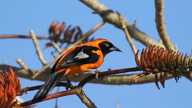 Orange-backed Troupial - ML200942751