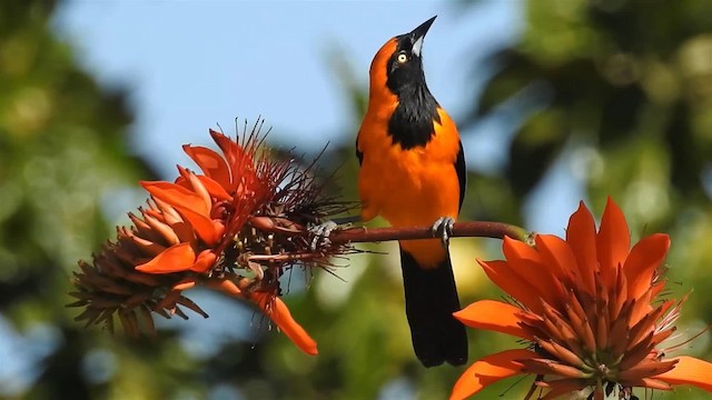 Orange-backed Troupial - ML200942761