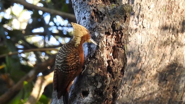 Pale-crested Woodpecker - ML200942811