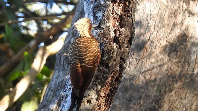 Pale-crested Woodpecker - ML200942821