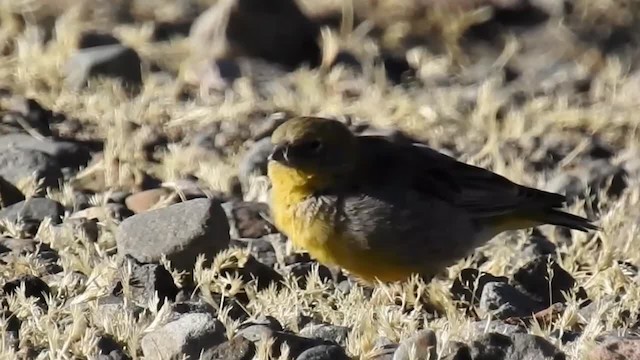 Bright-rumped Yellow-Finch - ML200942921