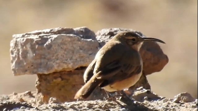 キムネカマハシカマドドリ（jelskii／saturata） - ML200942931