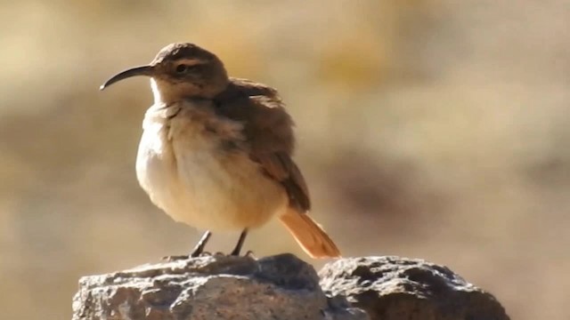 キムネカマハシカマドドリ（jelskii／saturata） - ML200942941