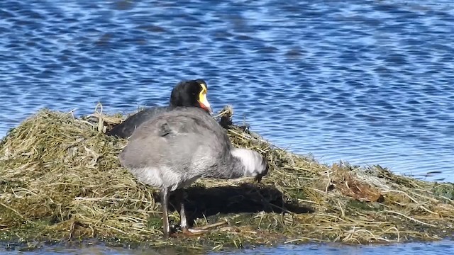 Giant Coot - ML200943001