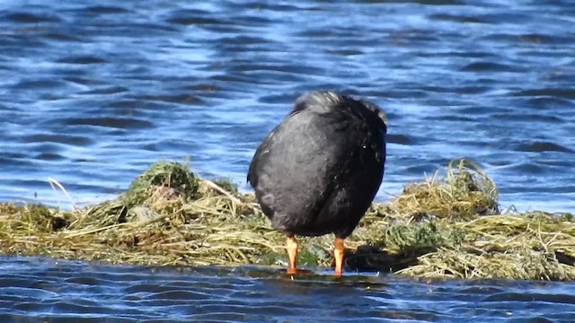 Giant Coot - ML200943061