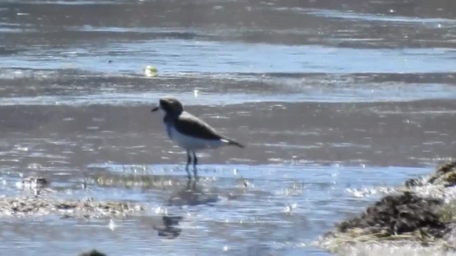 Puna Plover - ML200943071