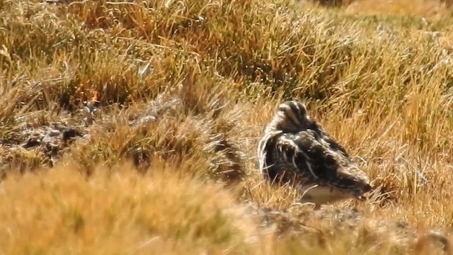 Puna Snipe - ML200943081