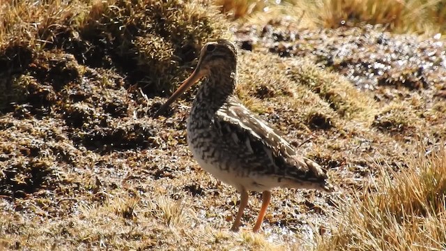 Puna Snipe - ML200943091