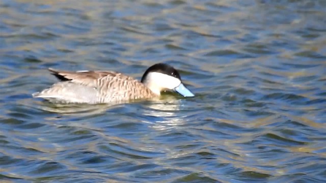 Puna Teal - ML200943101