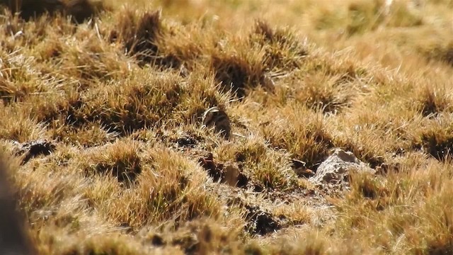 Puna Snipe - ML200943151