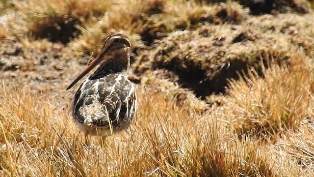 Puna Snipe - ML200943161
