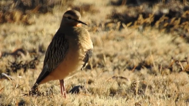 Tawny-throated Dotterel - ML200943211