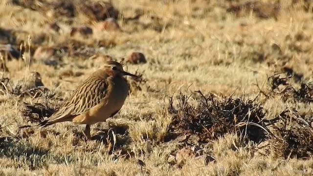 Tawny-throated Dotterel - ML200943221