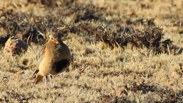 Tawny-throated Dotterel - ML200943231