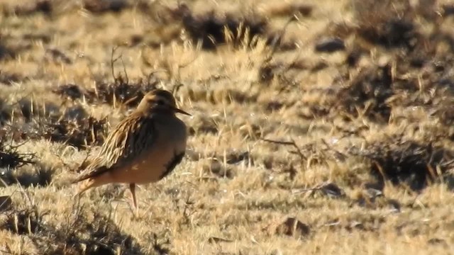 Tawny-throated Dotterel - ML200943251