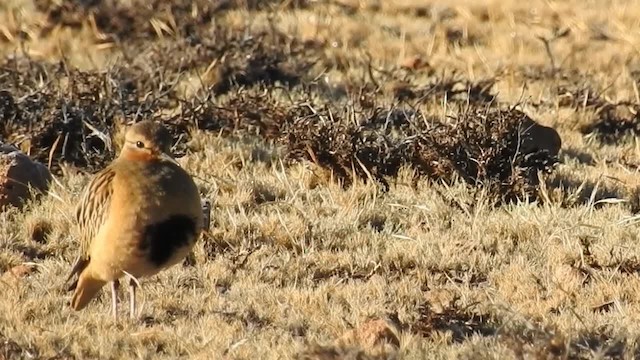 Tawny-throated Dotterel - ML200943261