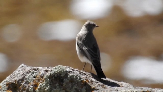 White-fronted Ground-Tyrant - ML200943271