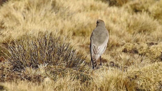 White-fronted Ground-Tyrant - ML200943291