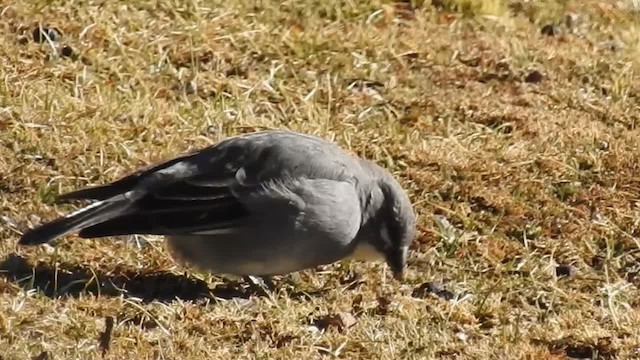 Glacier Finch - ML200943321