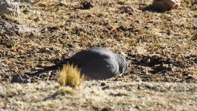 Glacier Finch - ML200943331