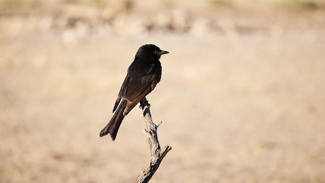 savannedrongo (apivorus) - ML200943621