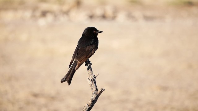 Çatal Kuyruklu Drongo (apivorus) - ML200943621