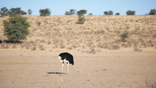 Common Ostrich - ML200943631