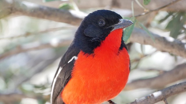 Crimson-breasted Gonolek - ML200943641