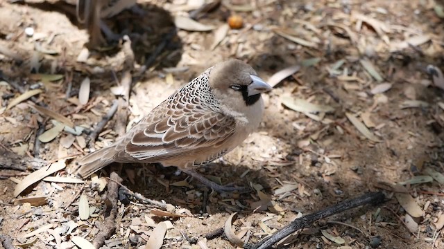 Sociable Weaver - ML200943651