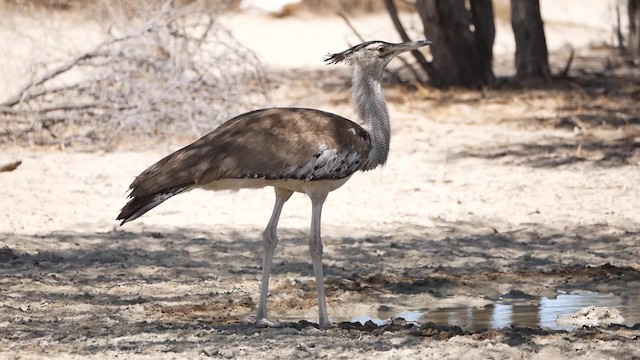 Kori Bustard - ML200943661