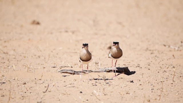 Crowned Lapwing - ML200943711