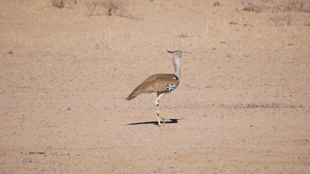 חובת קורי - ML200943721