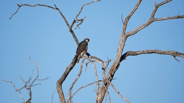 Lanner Falcon - ML200943731