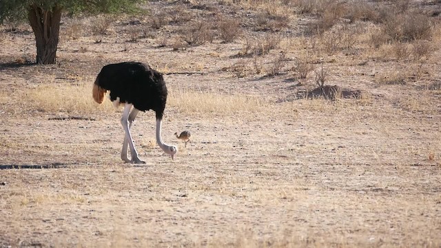 Common Ostrich - ML200943741