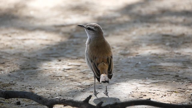 Kalahari Scrub-Robin - ML200943751
