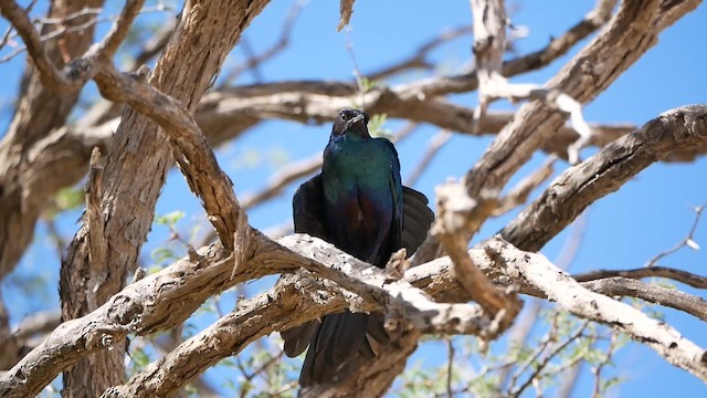 Burchell's Starling - ML200943761