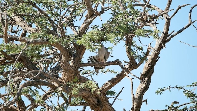 Gabar Goshawk - ML200943781